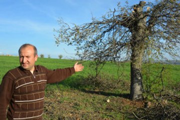 Uşak Kaşbelen Köyünde Ağaç Gaspları Yaşanıyor