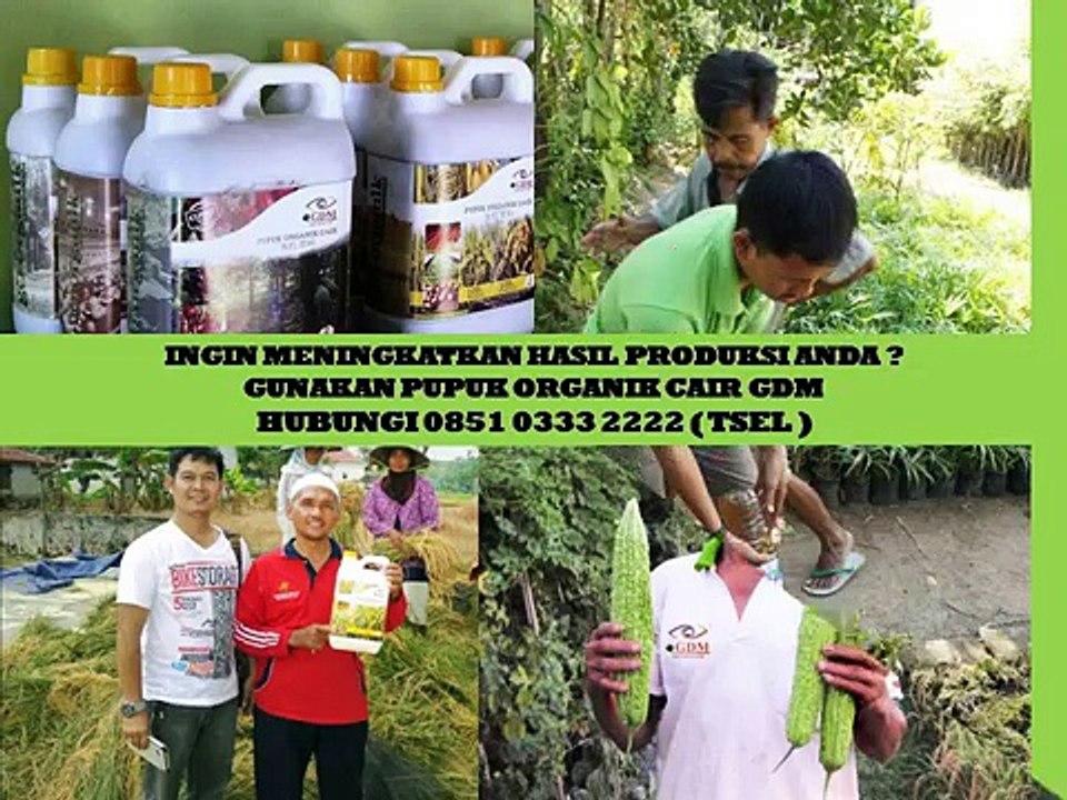 0851 0333 2222 (Tsel) Obat Tanaman Mangga