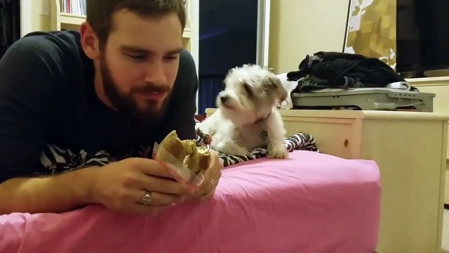 Non je regarde pas ton sandwich... Trop mignon le chien affamé!