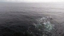 3 orques attaquent un baleine et son petit