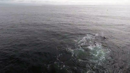 3 orques attaquent un baleine et son petit