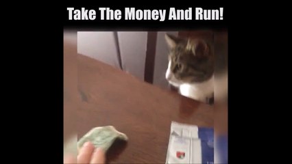Ce chat a choisi... Il prend l'argent, normal!