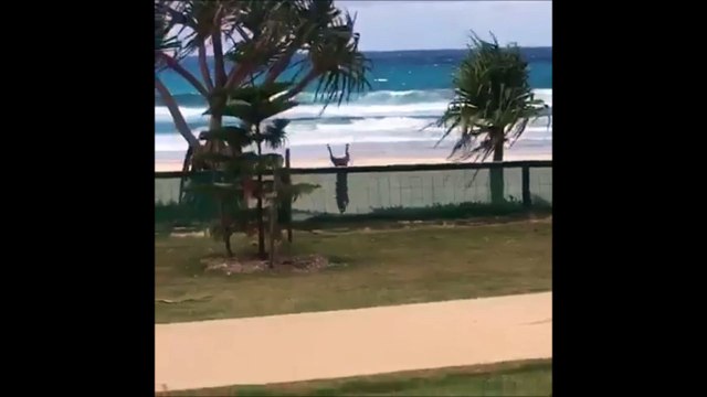 Ce chien est tellement content d'aller à la plage... Un peu trop content!