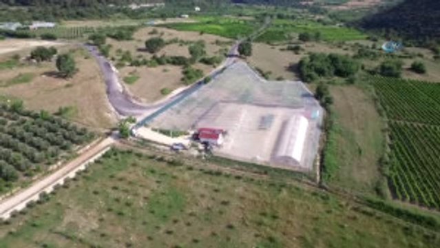 Çocuğunun Yumurta Alerjisi, Anneye Tavuk Çiftliği Kurdurdu