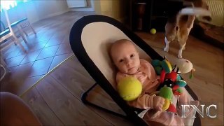 Mama Dog Takes Care Baby - Funny Video