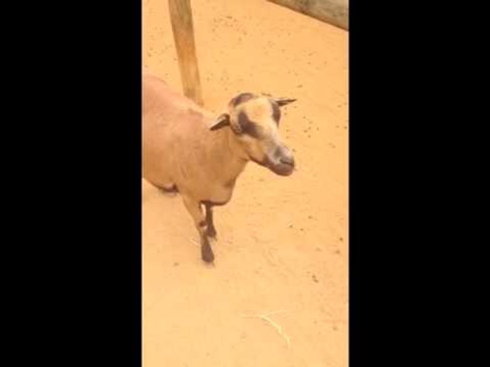 Man Can't Stop Laughing at Screaming Goat