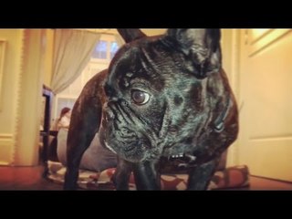 Carpet Ant Confuses French Bulldog