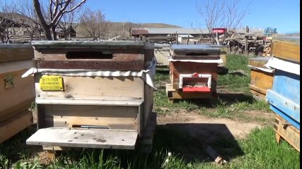 Arıcılıkta İlk! Bulduğu Yöntemle İki Kat Daha Fazla Bal Elde Etti
