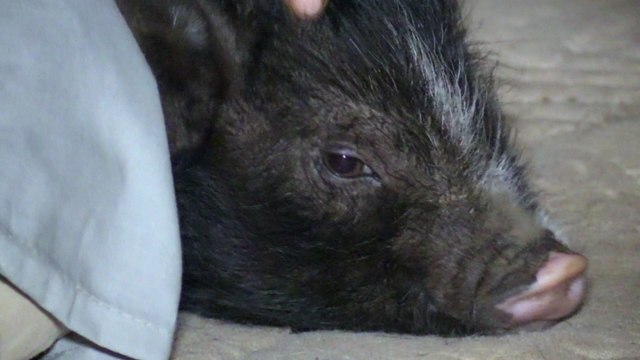 Des cochons nains abandonnés en mal d'amour