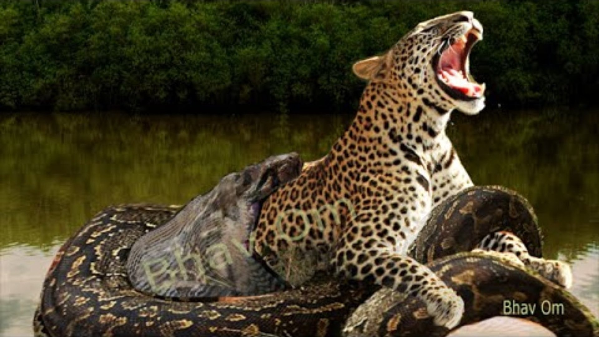 Amazing Anaconda Snake Eat Leopard And More Deer Tiger Gazelle