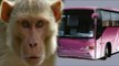 Monkey drives off with State Bus in Bareilly