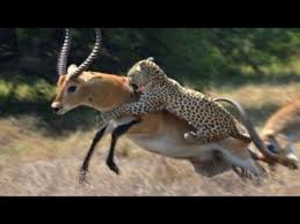 Amazing  cheetah vs. ostrich - wild animals fight to the death
