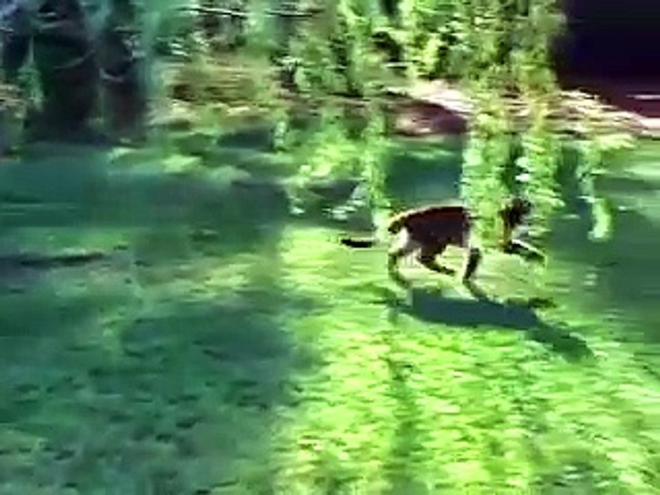 Chimpanzee and Puma