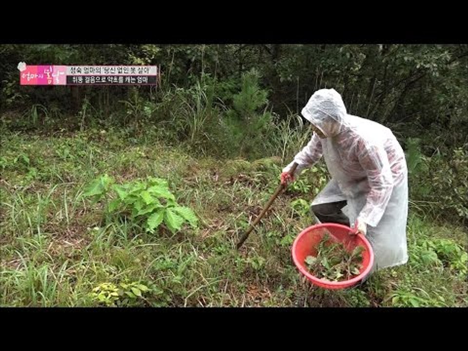 아픈 몸으로 약초를 캐는 엄마의 사연은? [엄마의 봄날] 63회 20161016