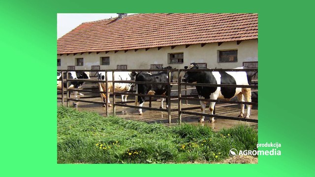 Šta bi sve trebalo da ima jedan dobar priplodni bik