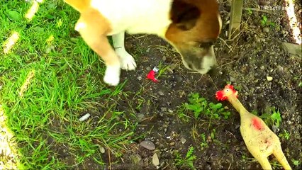 DEATH of a CHICKEN-PHILOSOPHER - Funny Dog ;)