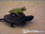 Frog Rides Turtle- PetTube
