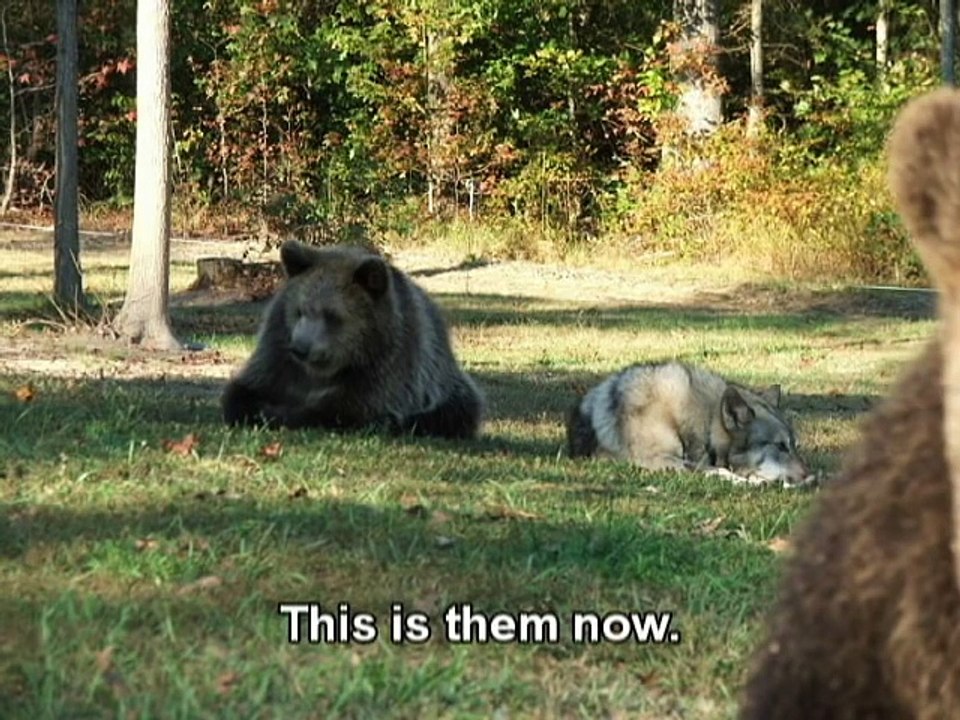 Grizly Bear Cub & Wolf Cub Playing