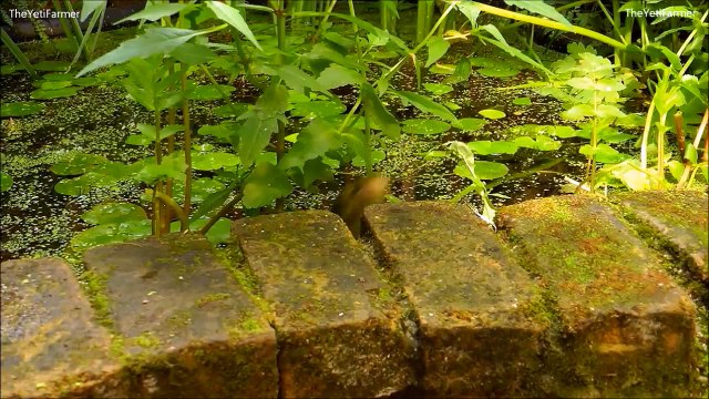 JUMPING FROGS ★ Funny Jumping Contest Compilation