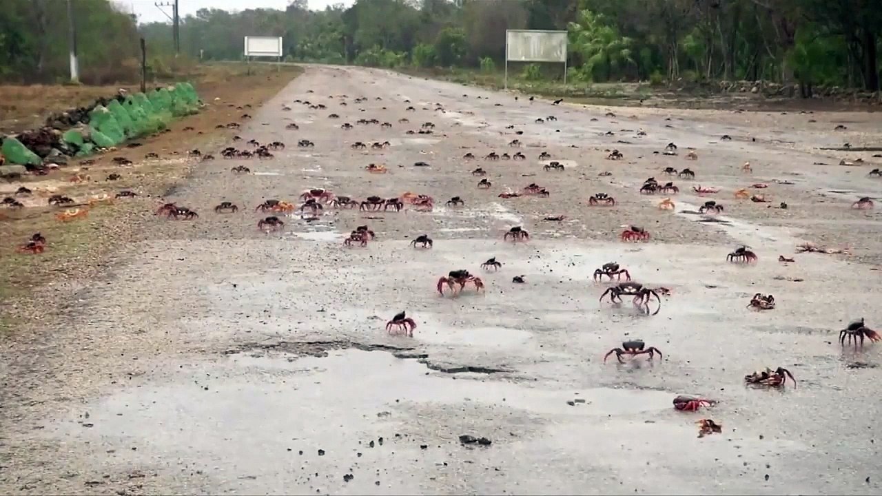 Les crabes envahissent Cuba