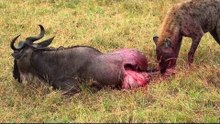 Amazing  hyena eat buffalo alive  and  more