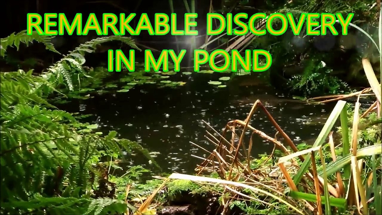 MERMAID Couple CAUGHT ON TAPE - Best Evidence 2015 - PAREJA SIRENA