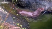 Adorable otter really enjoys scratching an itch