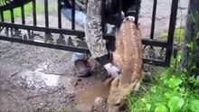Ce faon était coincé et sa maman ne pouvait pas le sauver. Mais un homme est intervenu et a fait un geste noble