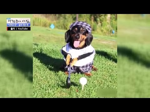 [귀여움 주의] 골프 치는 강아지! 심장 저격당함 [광화문의 아침] 336회 20161014