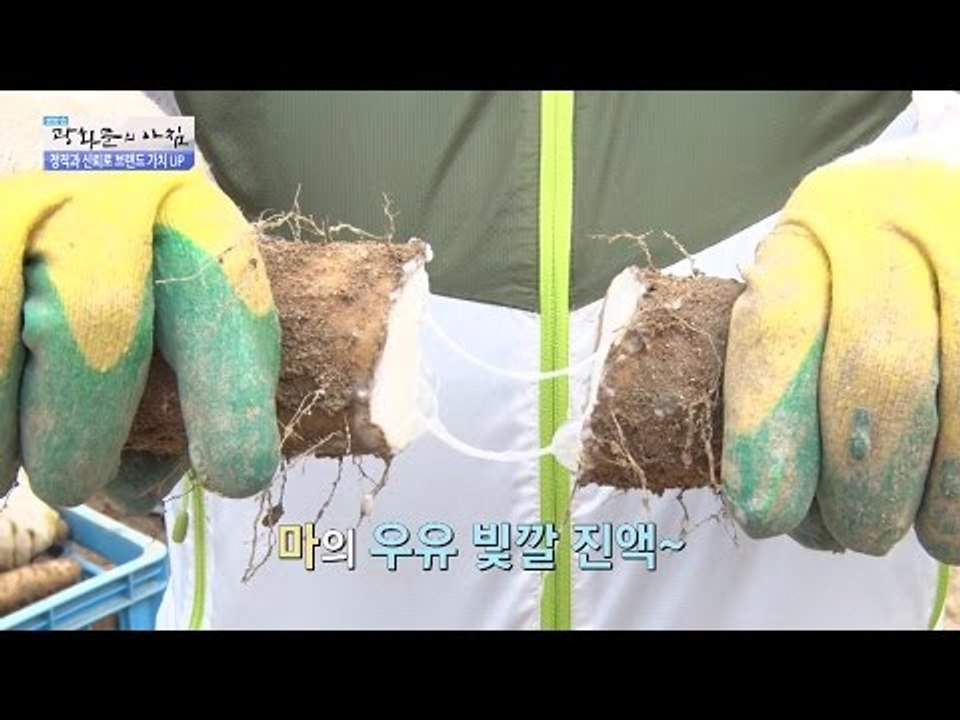 밭에서 자라는 금? 버릴게 없는 ‘이것’ [광화문의 아침] 336회 20161014