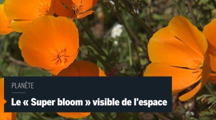 Californie : le " Super bloom " visible de l'espace