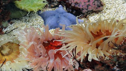 Oceanarium w Lizbonie - wtorek 5-07-2016