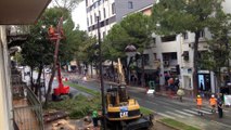 A Draguignan, tous les arbres du boulevard Clemenceau sont abattus