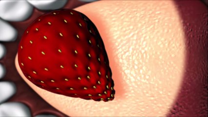 organes du système nerveux