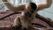 Footage of newborn critically endangered gibbon baby