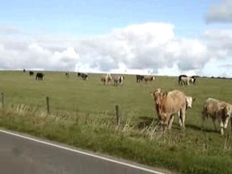 les vaches font meuh!!