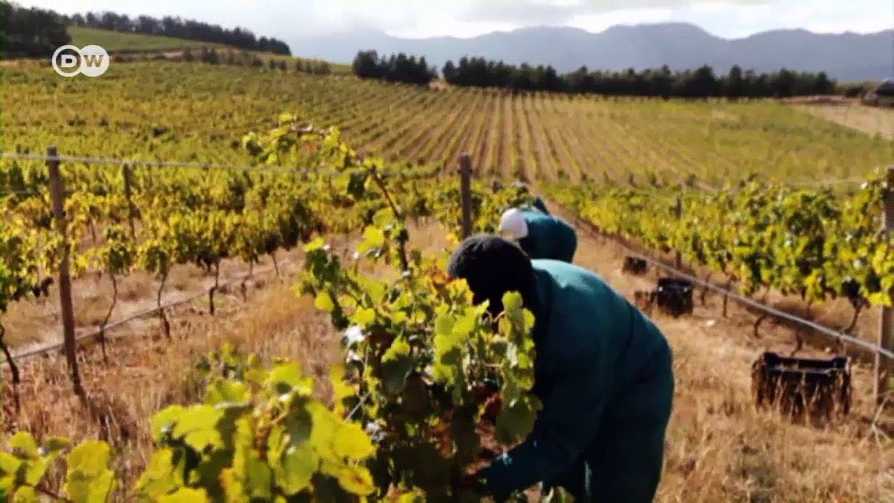 Green wine from South Africa's Cape | DW English
