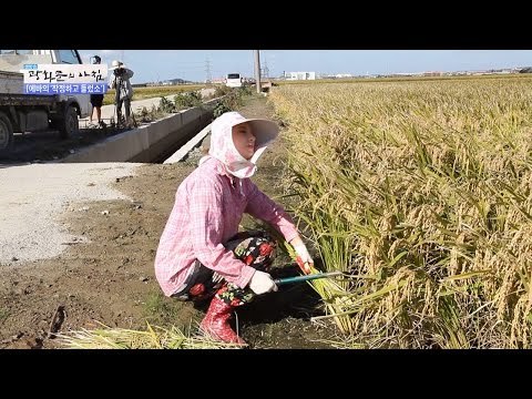 에바의 어설픈 벼 베기! [광화문의 아침] 335회 20161013
