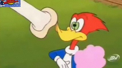 El Pajaro loco las nuevas Aventuras en,(carrera de almeja)