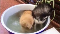 Petit bain entre chiens.. A la cool
