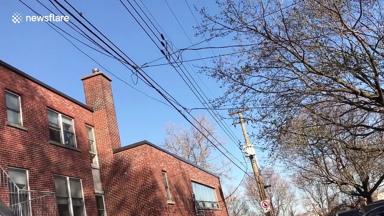 Squirrel 'tight-roping' across powerlines