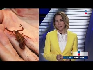 Otra vez United Airlines, ahora le cayó un escorpión a un pasajero