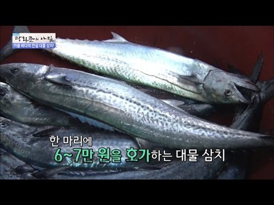 대물 삼치가 잡혔다! [광화문의 아침] 334회 20161012