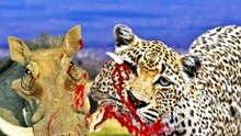Leopard Kills Warthog Best Predator Compilation HD Most Amazing Wild Animal Fight.