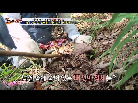 초보 아내가 발견한 버섯의 정체는? [뉴 코리아 헌터] 19회 20161012