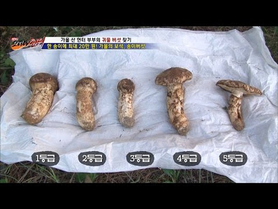 가을의 보석, 송이버섯을 발견한 헌터! [뉴 코리아 헌터] 19회 20161012
