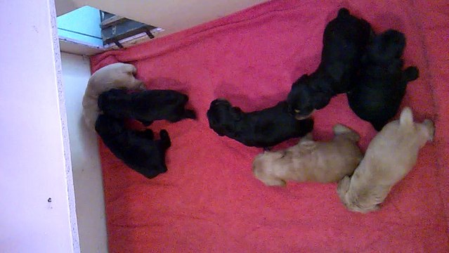 Cockers Anglais à 4 semaines 2017 Portée née le 28/03/2017 WP_20170426_11_36_40_Pro