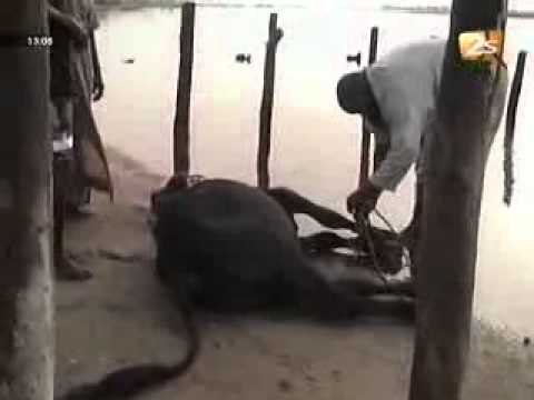 Les Fatickois Protègent Macky Sall des Mauvais Sorts - Xibaar Yi - 12 Juin 2012