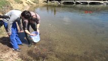 Bolu Abant Gölü'ne 51 Bin Abant Alası Bırakıldı