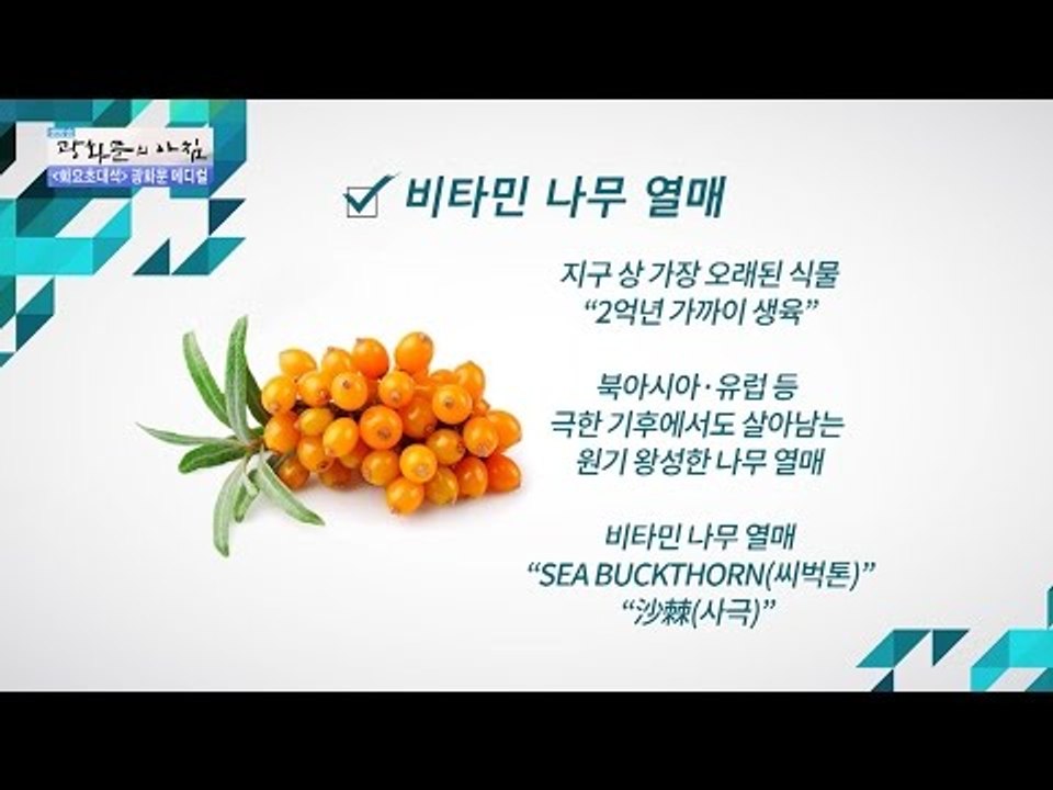 비타민 나무 열매란?  [광화문의 아침] 333회 20161011
